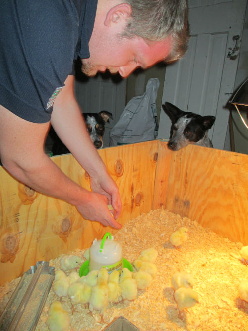 Easy DIY Chicken Brooder – Scott Family Homestead