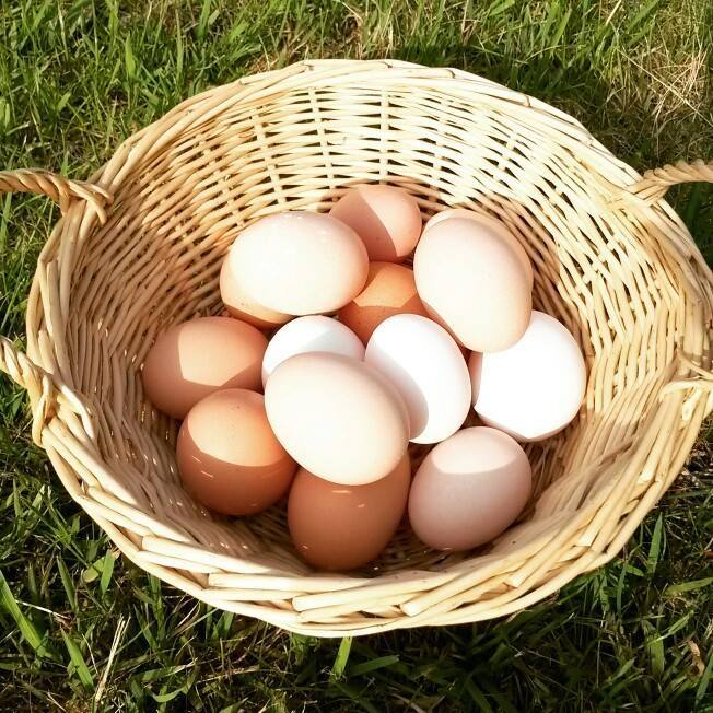 Eggs