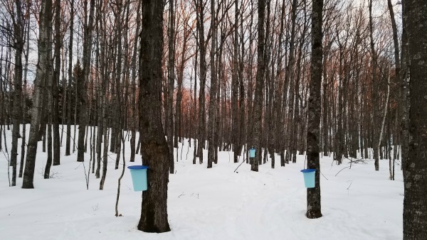 Maple Syrup Buckets