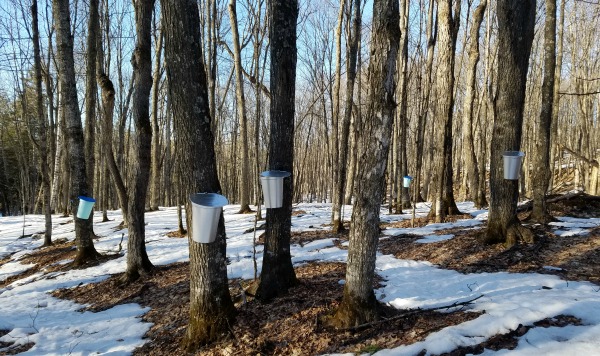 Maple Syrup Trees