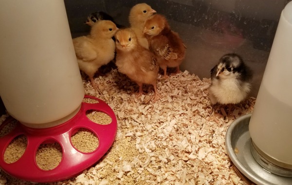 Baby Chicks