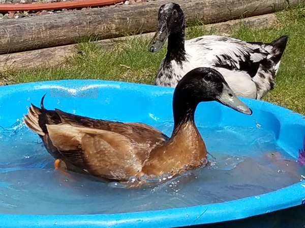 Backyard Ducks