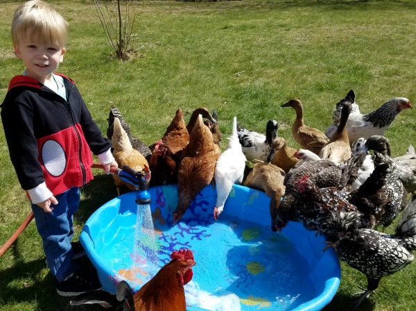 Duck Pool