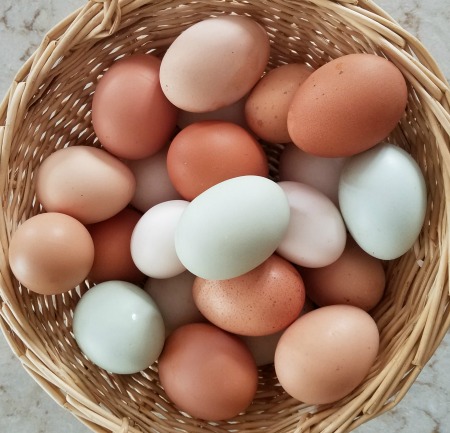 Fresh Eggs