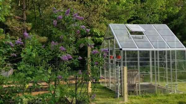 Greenhouse and Lilacs