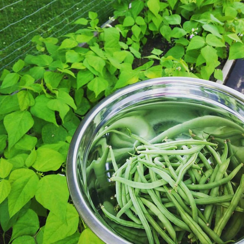 Garden Harvest