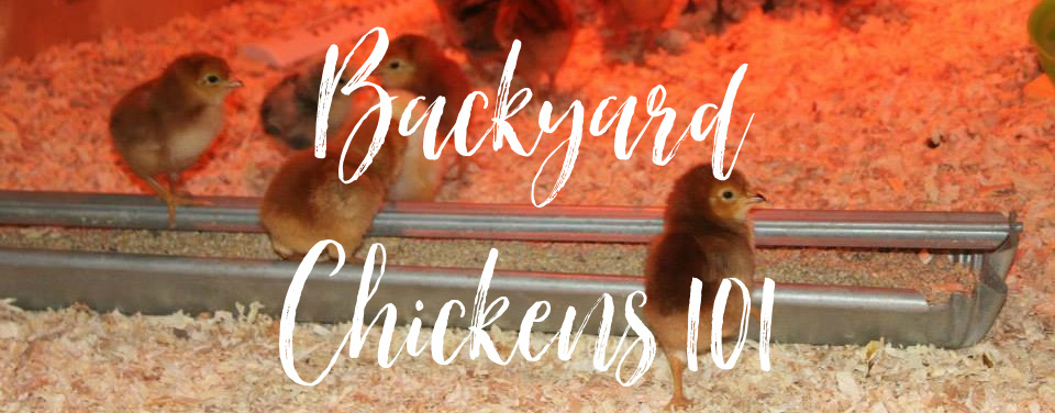 Easy Diy Chicken Brooder Scott Family Homestead